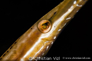 Close up of a Trumpet fish by Christian Vizl 